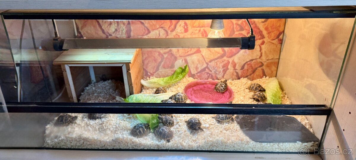 želva zelenavá - Testudo Hermanni