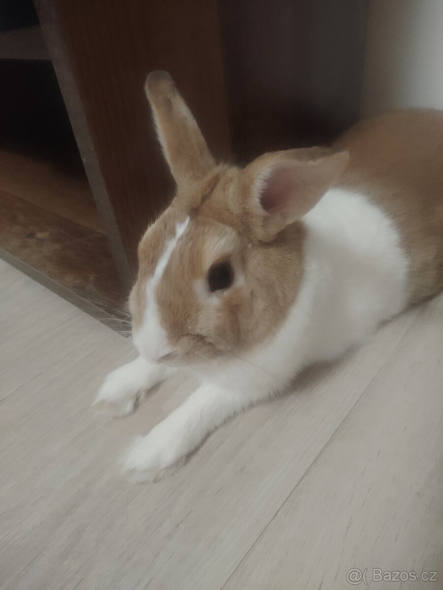 Zakrslý králík