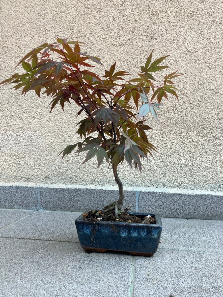 Bonsai, Bonsaj, japonský javor, skalky