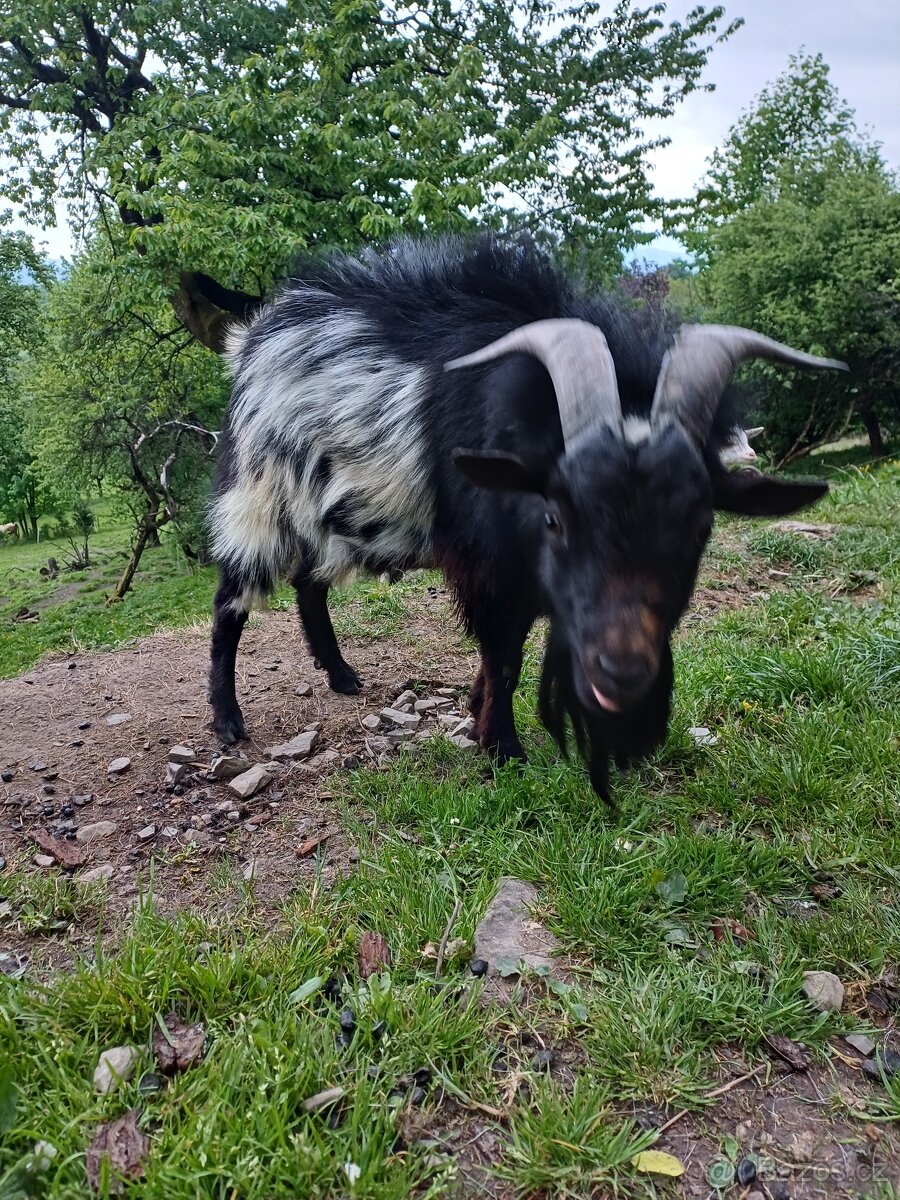 Holandská koza zakrslá