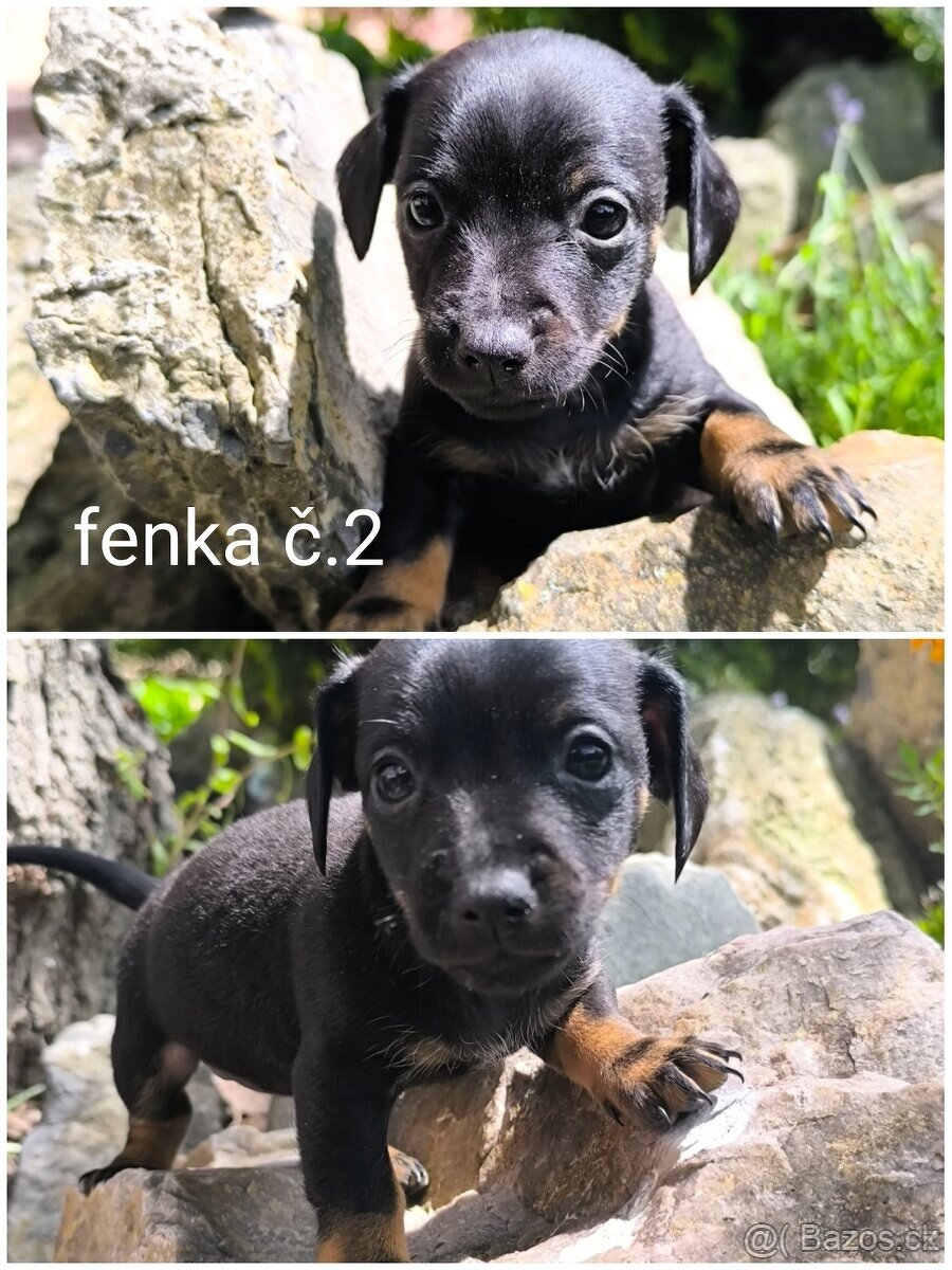 Jezevčík trpasličí x jack Russell