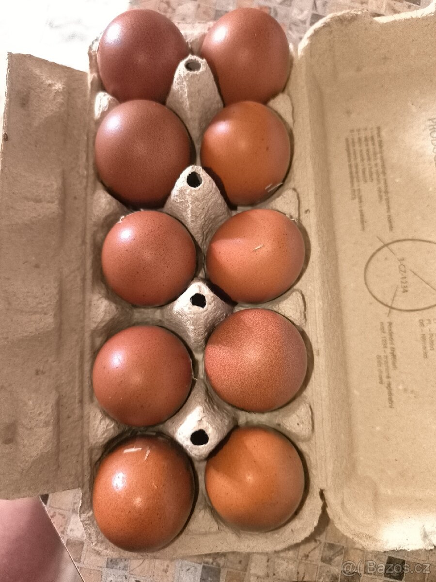 Násadové vejce Marans kurice skepice