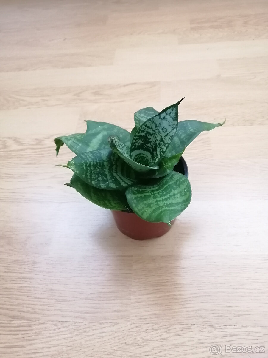 Sansevieria
