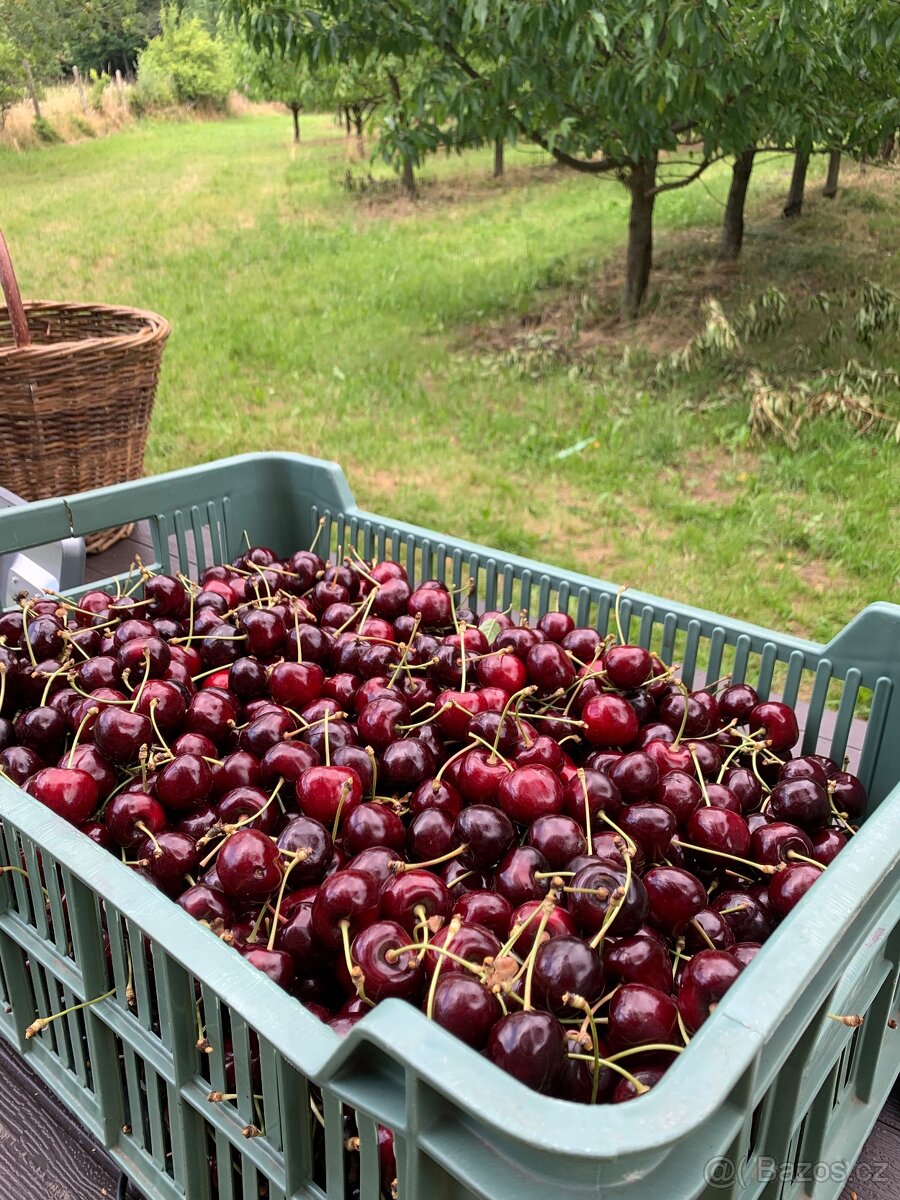 Třešně