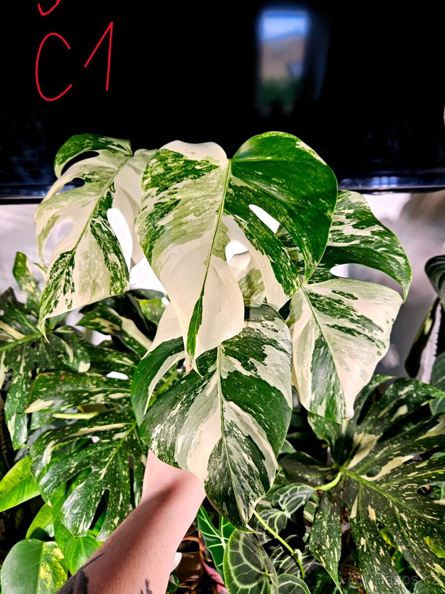 Monstera Albo - řízky od 200,-