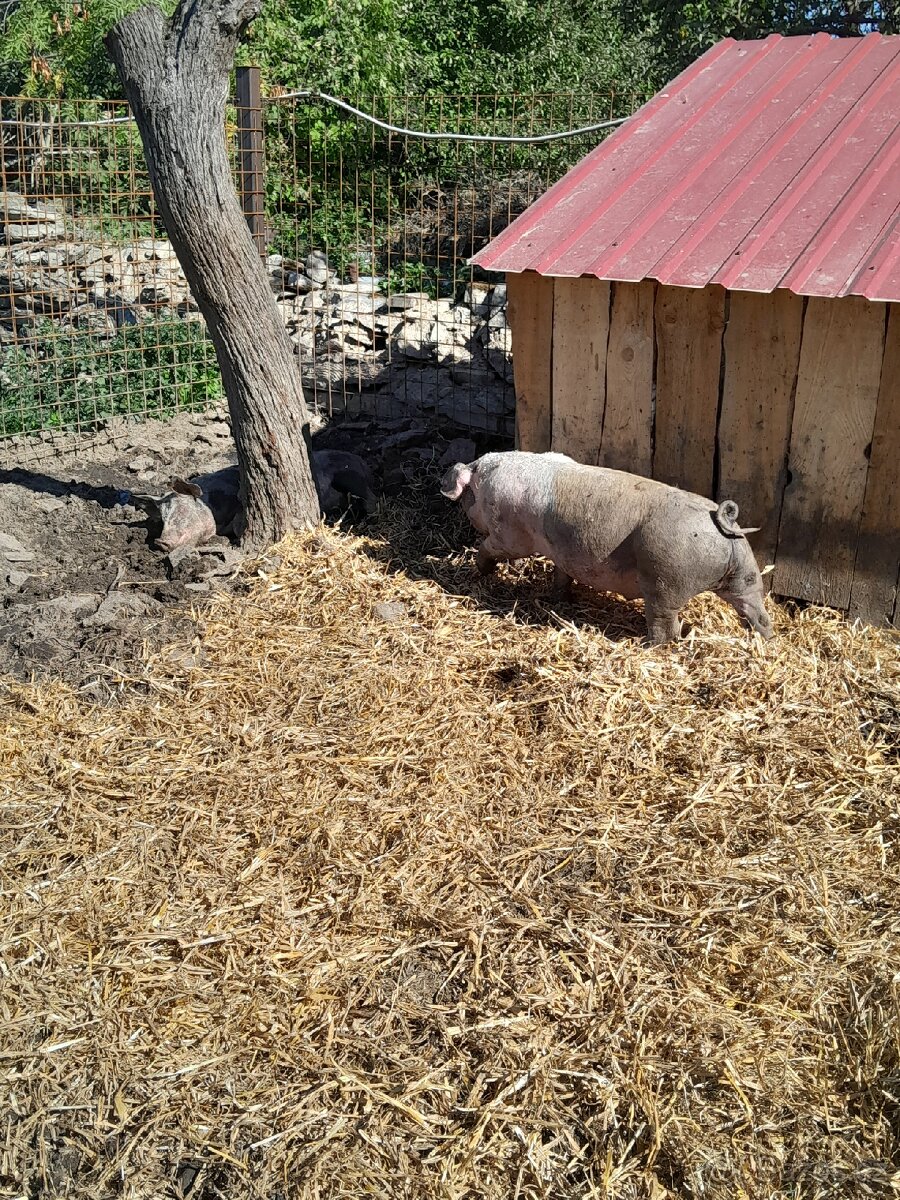 Selata na gril, výkrm