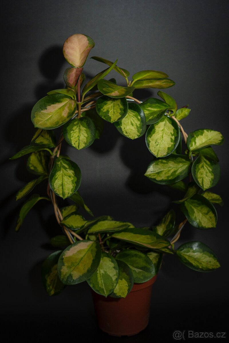 Hoya Australis Lisa