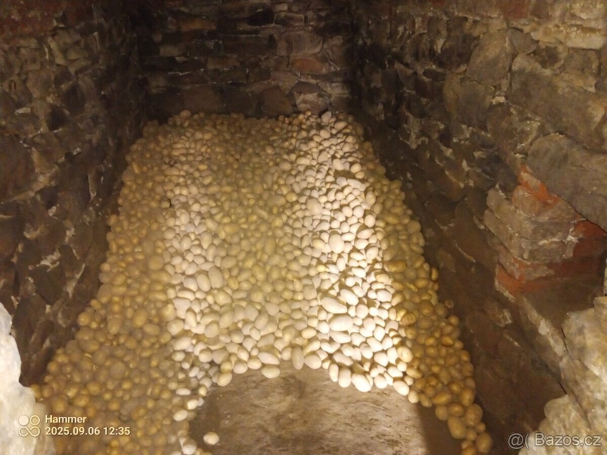 Brambory na uskladnění