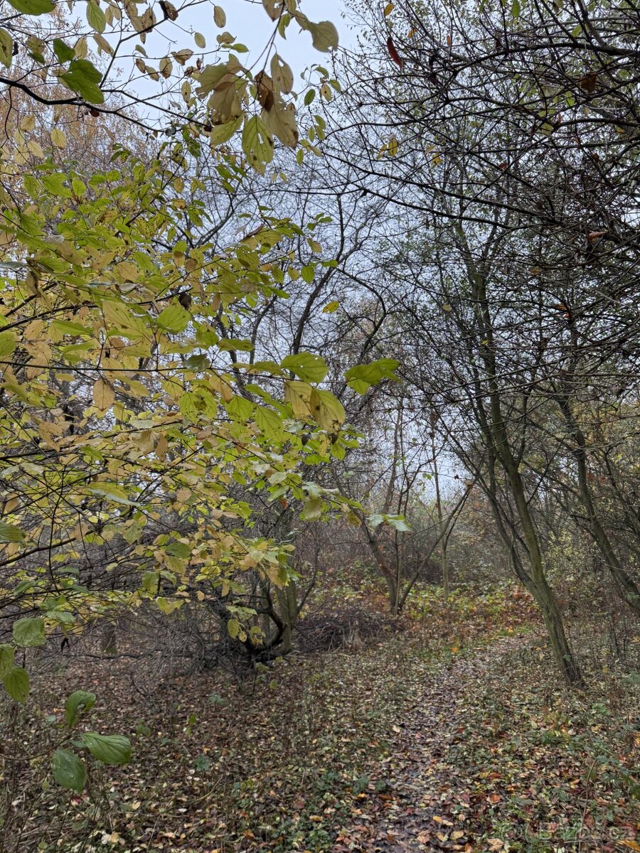 Prodám pozemky v k.ú. Háje a k.ú. Petrovice