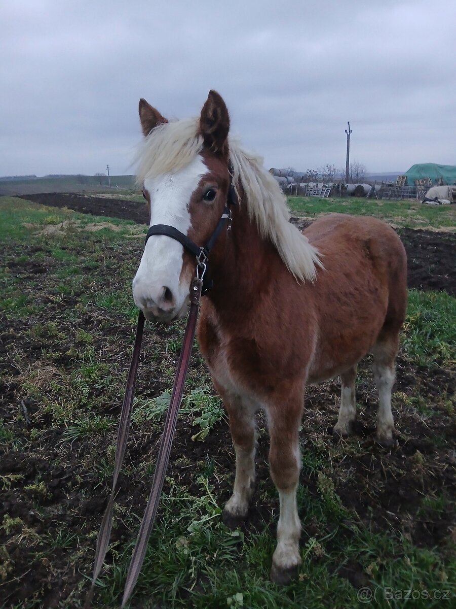 Prodám kobylku čmb