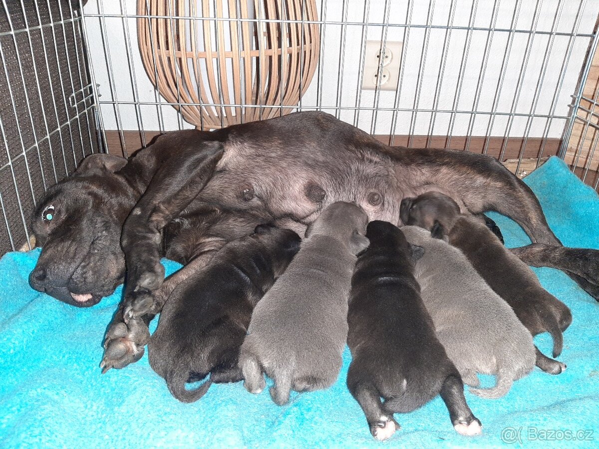 Stafordšírsky bulteriér s PP ( FCI)