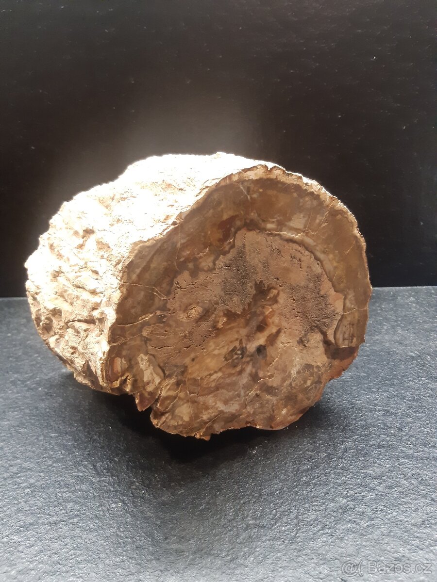 zkamenělé dřevo 7,9 kg