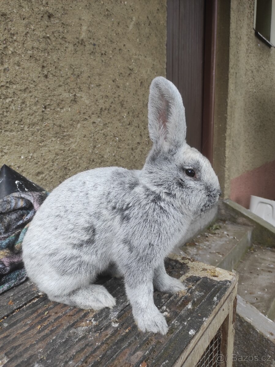 Velký světlý stříbřitý