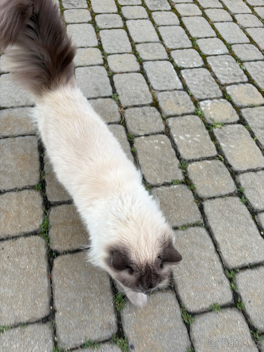 Kocour Ragdoll