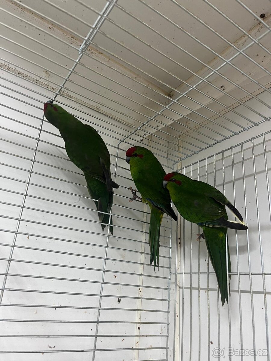 Kakariky