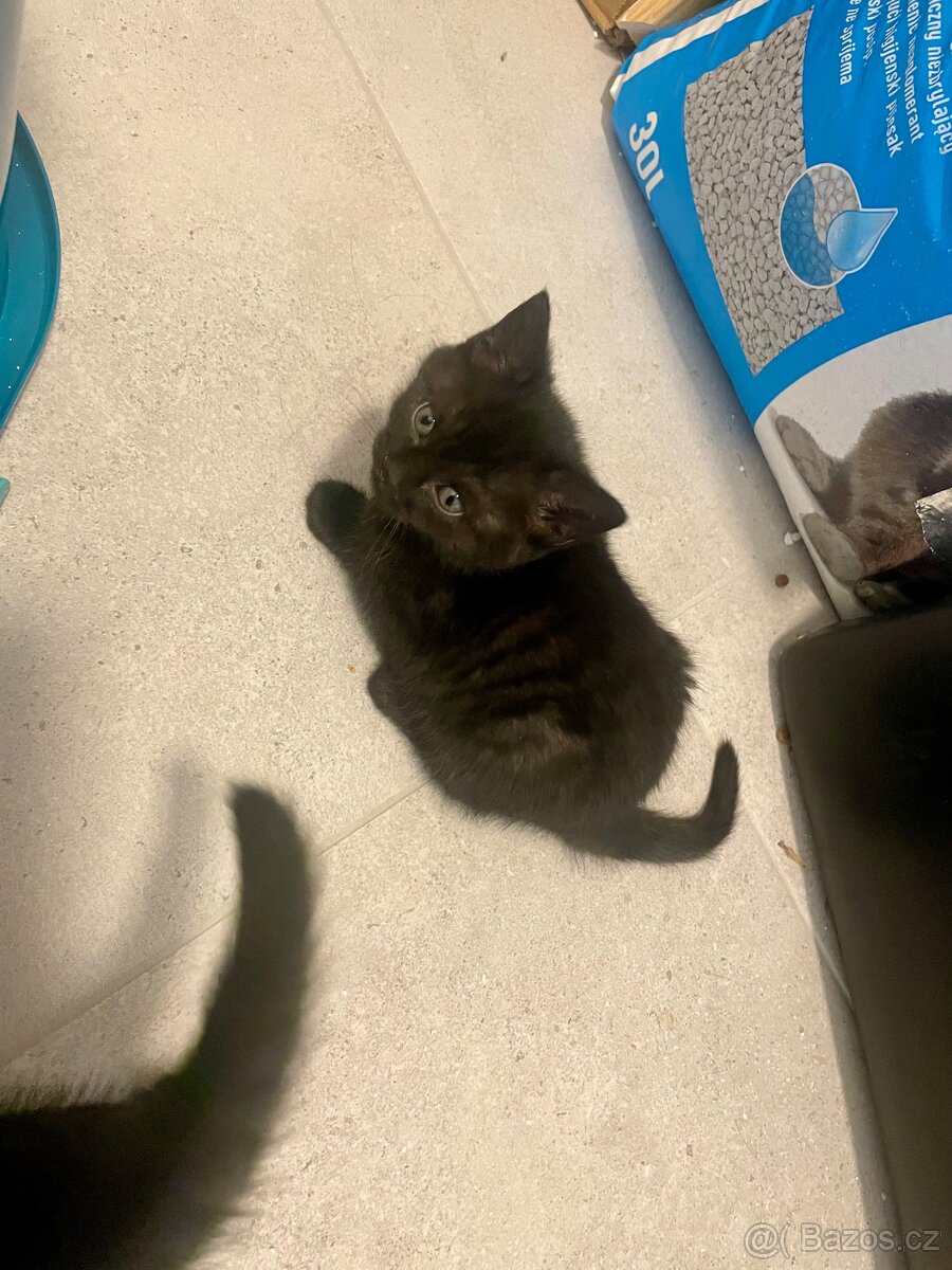 Koťátka k odběru ihned