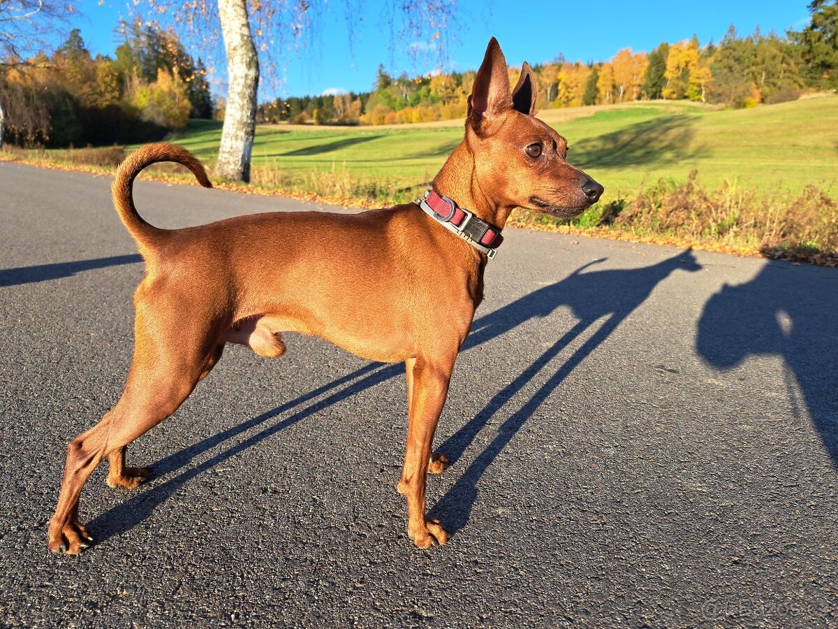 trpasličí pinč ke krytí