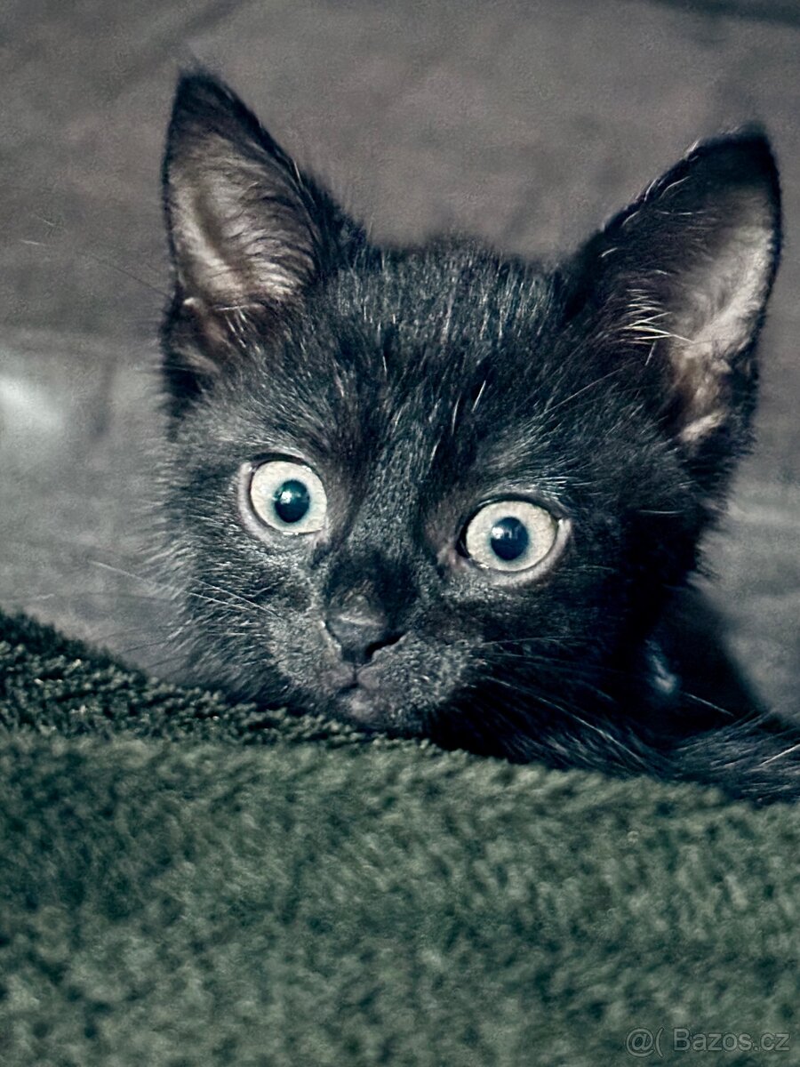 Darujeme poslední vymazlenou kočičku