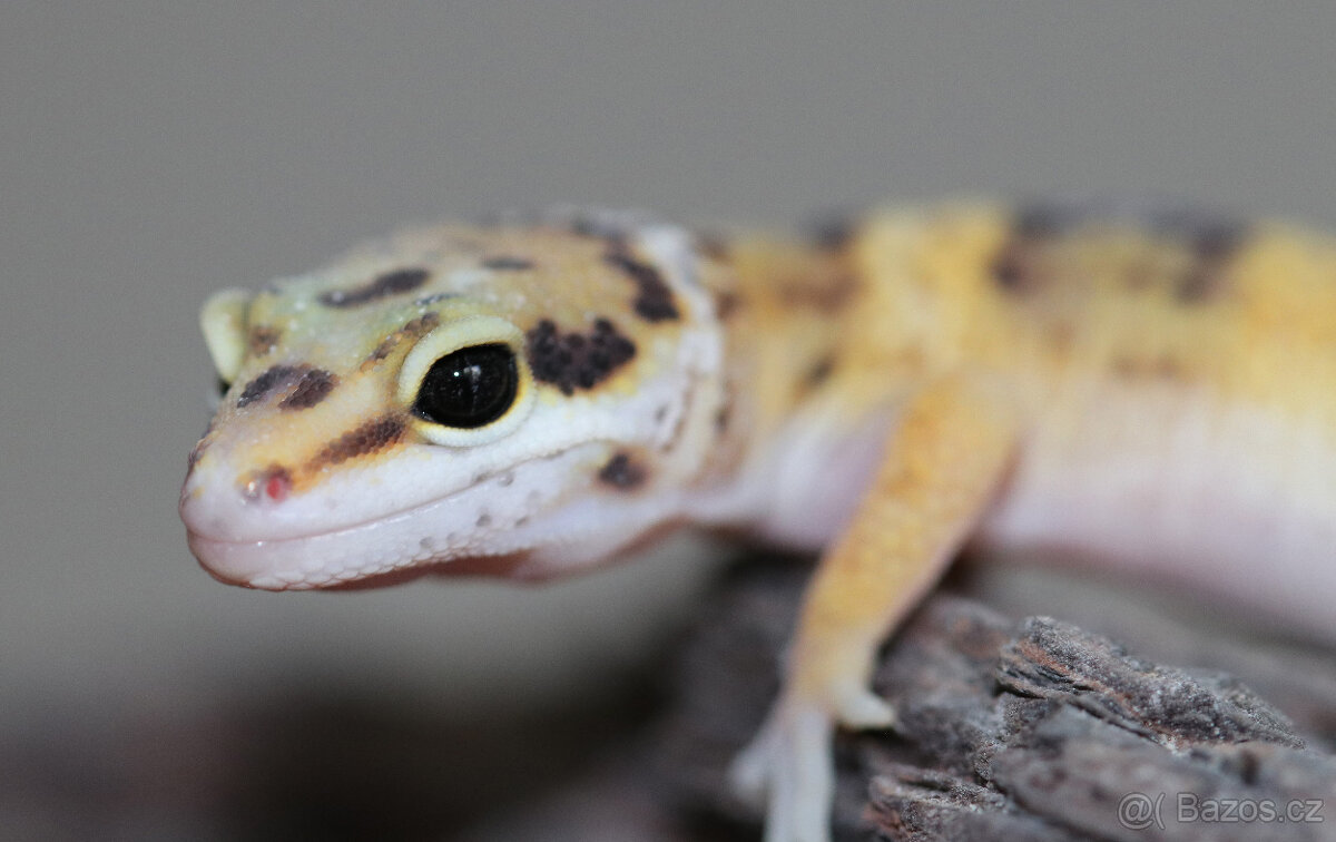 Gekončík noční - letošní mláďata
