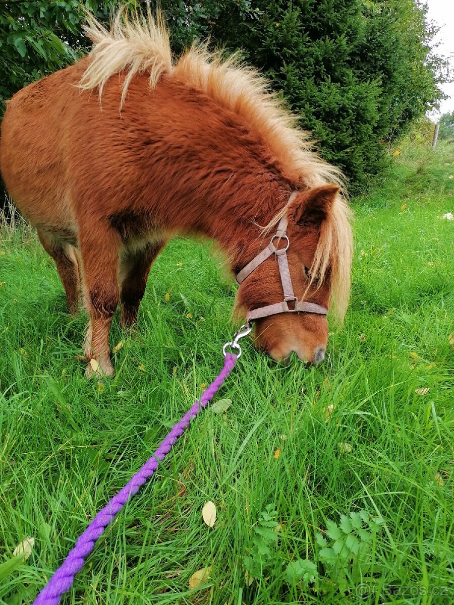 Pronájem pony