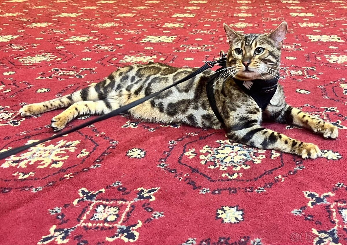 Bengálská kočka