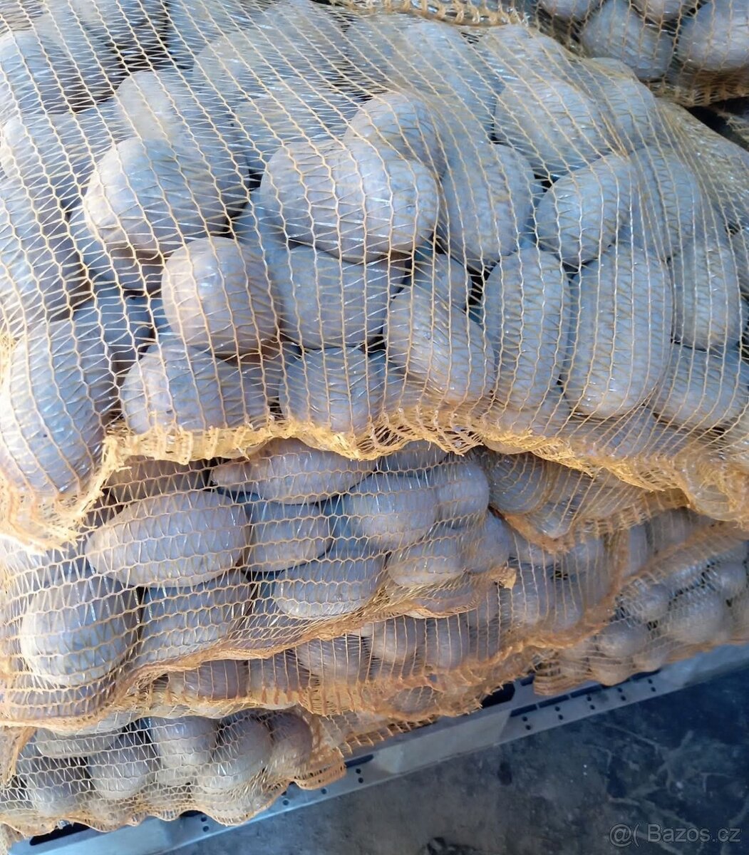 brambory tříděné , netříděné a krmné .