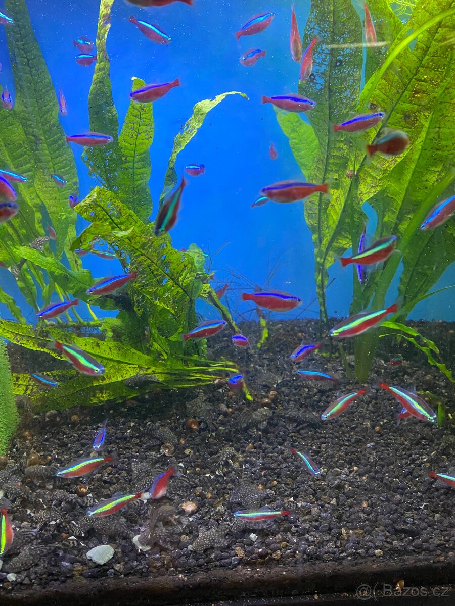 Akvarijni rybičky