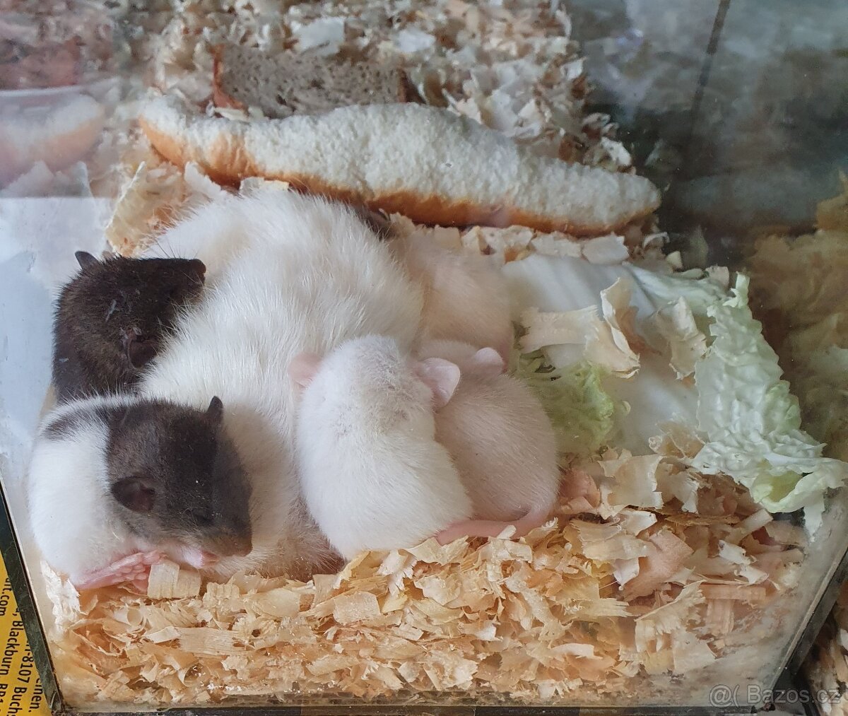 Potkánci barevní i myšky