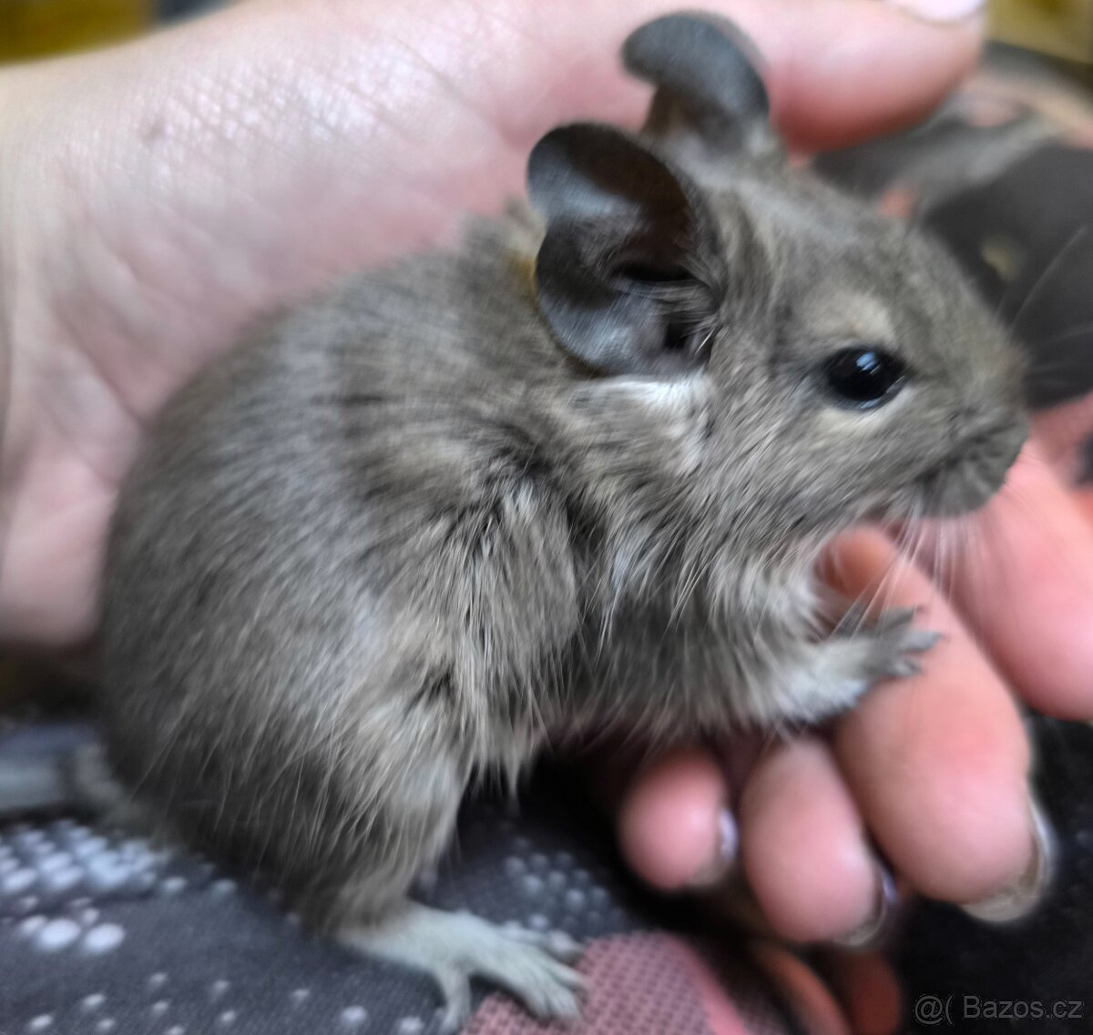 Osmák degu