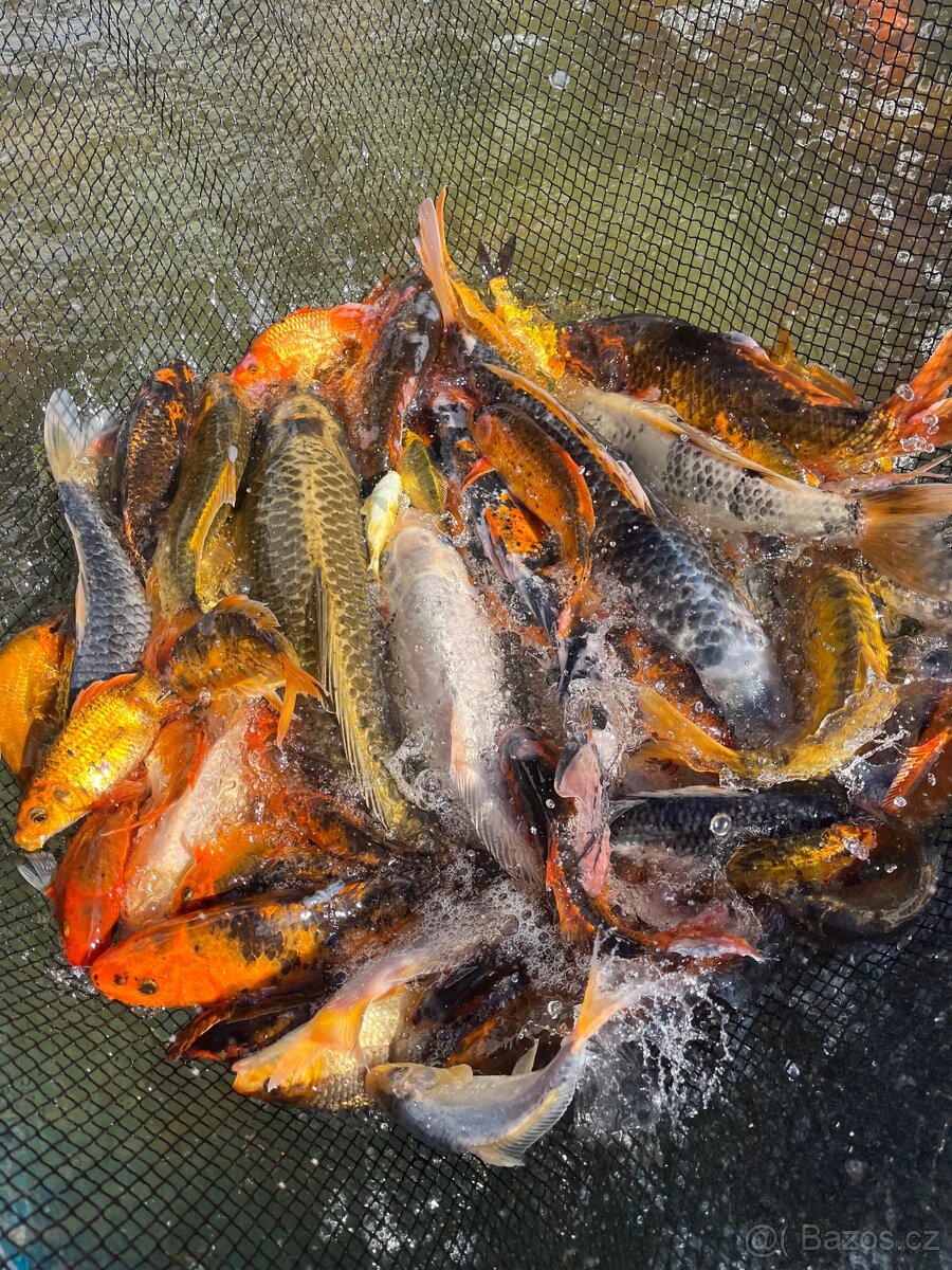 Kapr koi