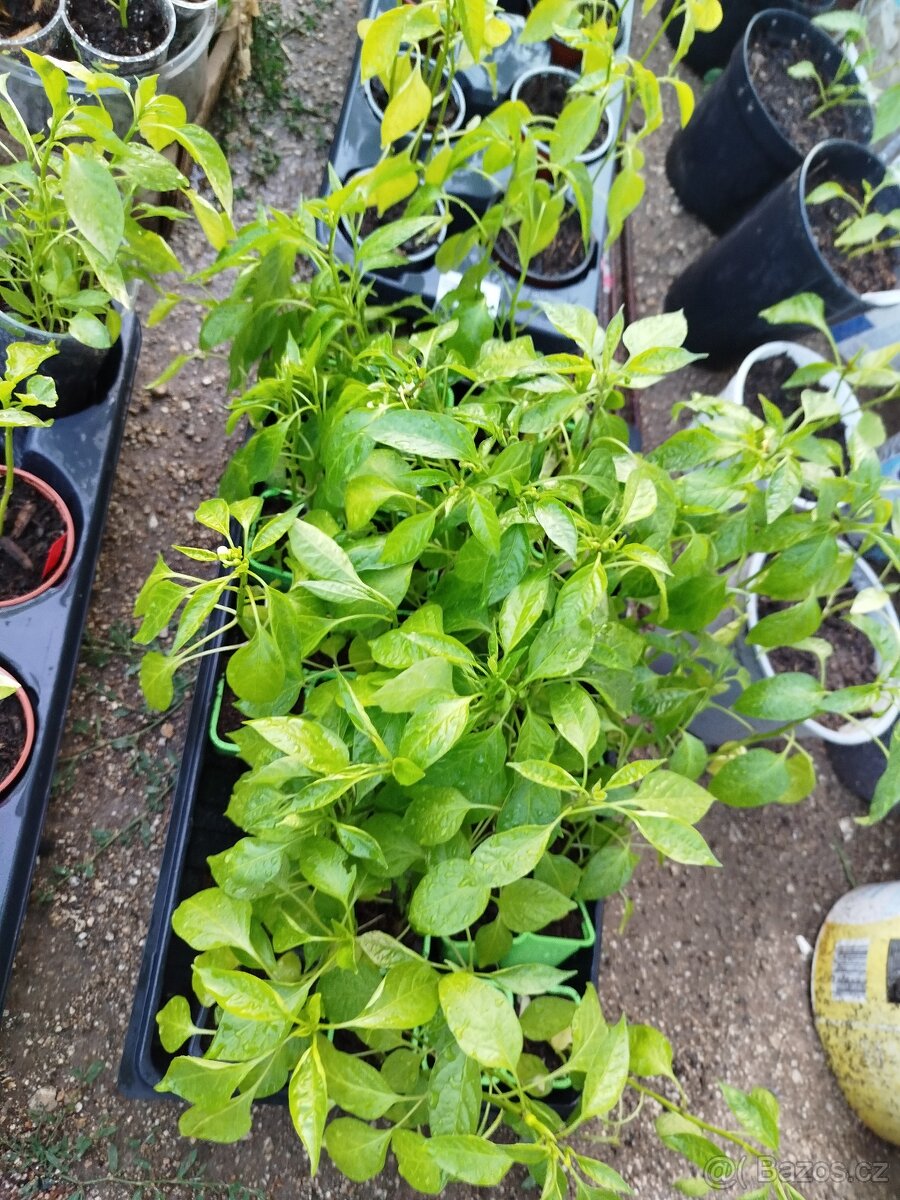 Sazenice velké chilli různé druhy
