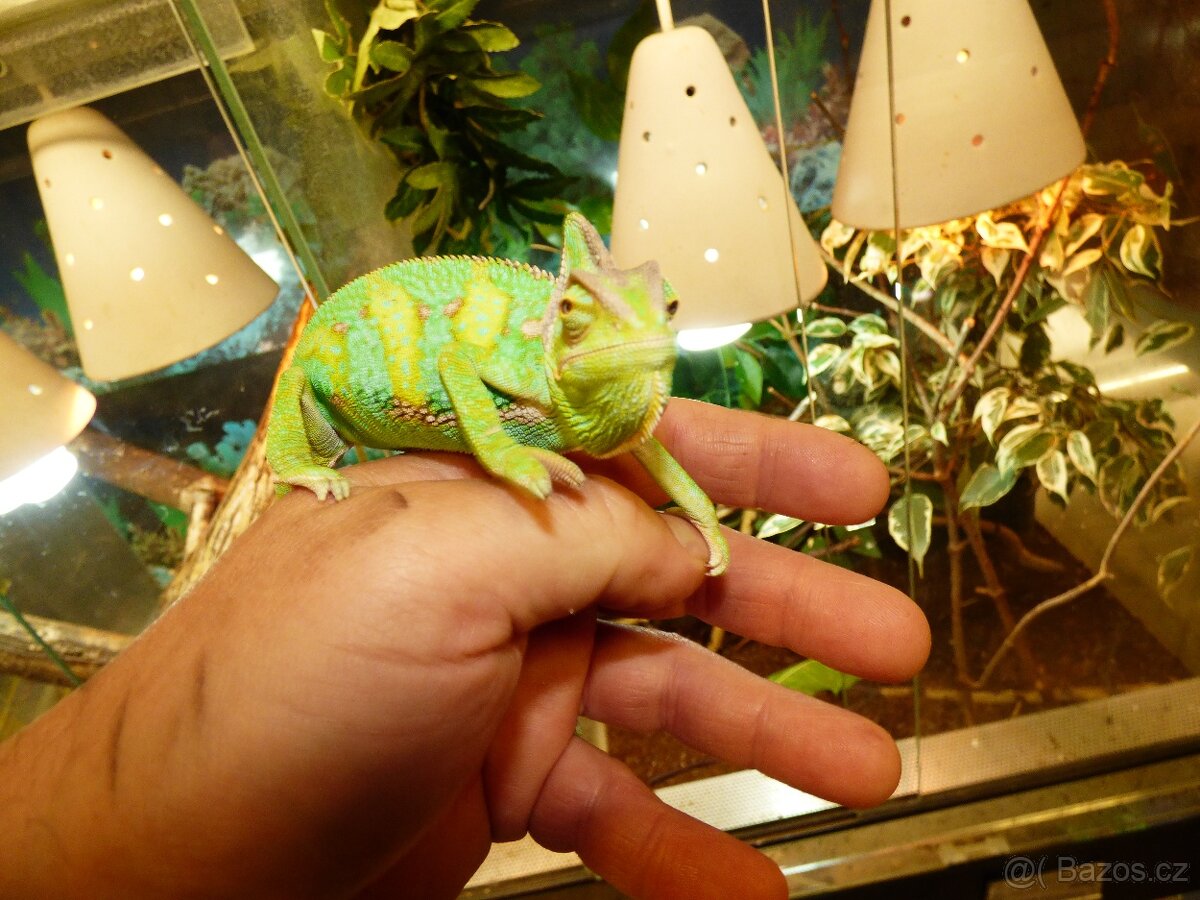 Chameleon jemenský