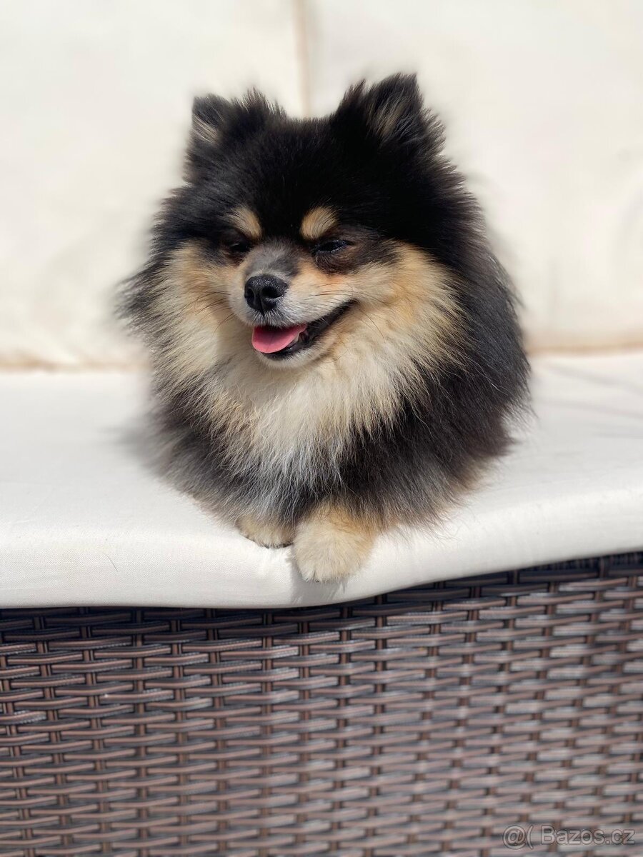 Pomeranian krytí