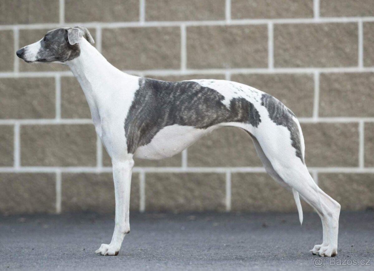 Whippet štěňátka s PP
