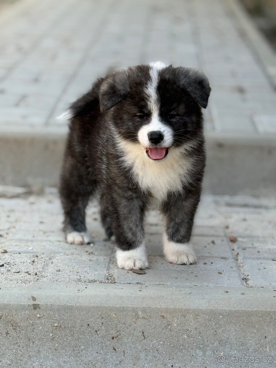 Akita Inu s PP FCI & AKIHO