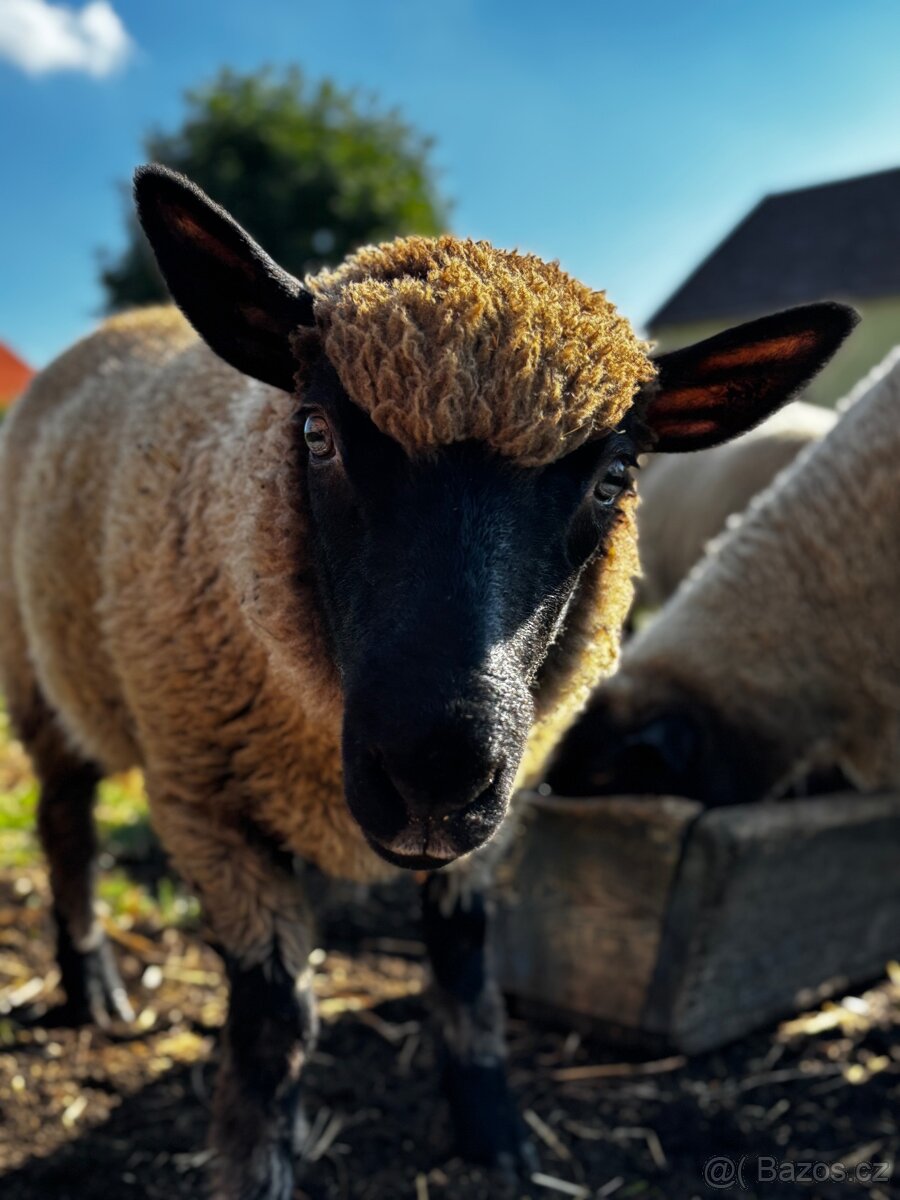Dva beránci a jedna ovečka