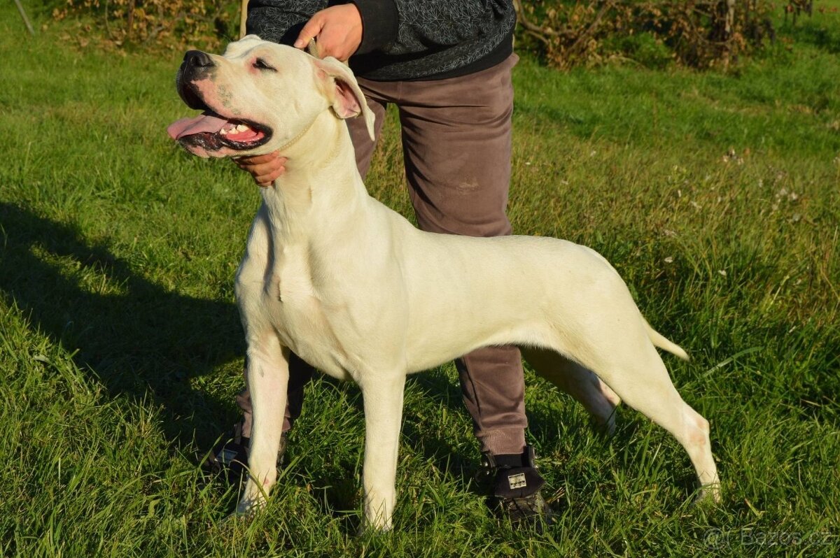 Argentinska doga - šteniatko fenka s PP