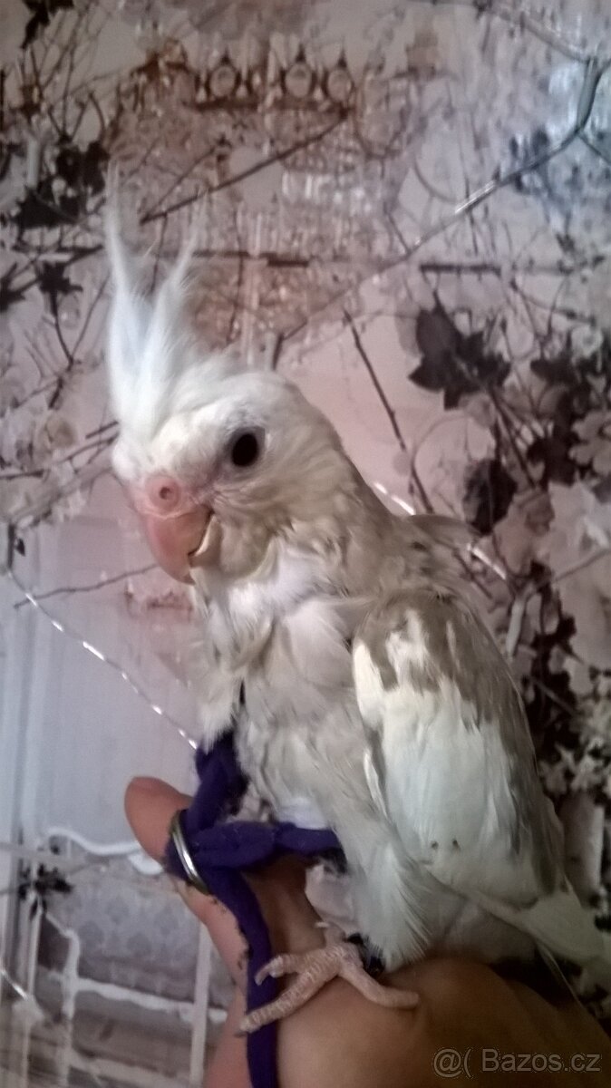 KORELA RUCNE DOKRMENA mlade  UCENA NA KSIRKY