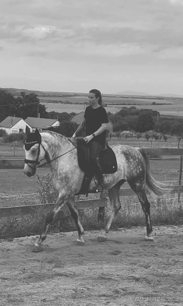 Nabízím docházku za valachem