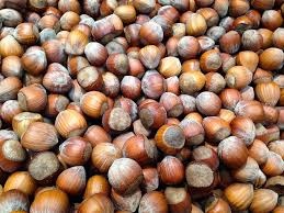 Prodám lískové oříšky