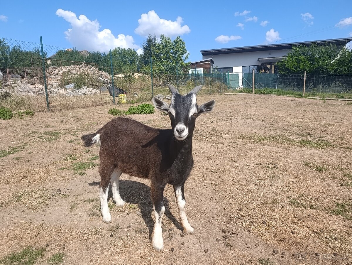 Kozlíci