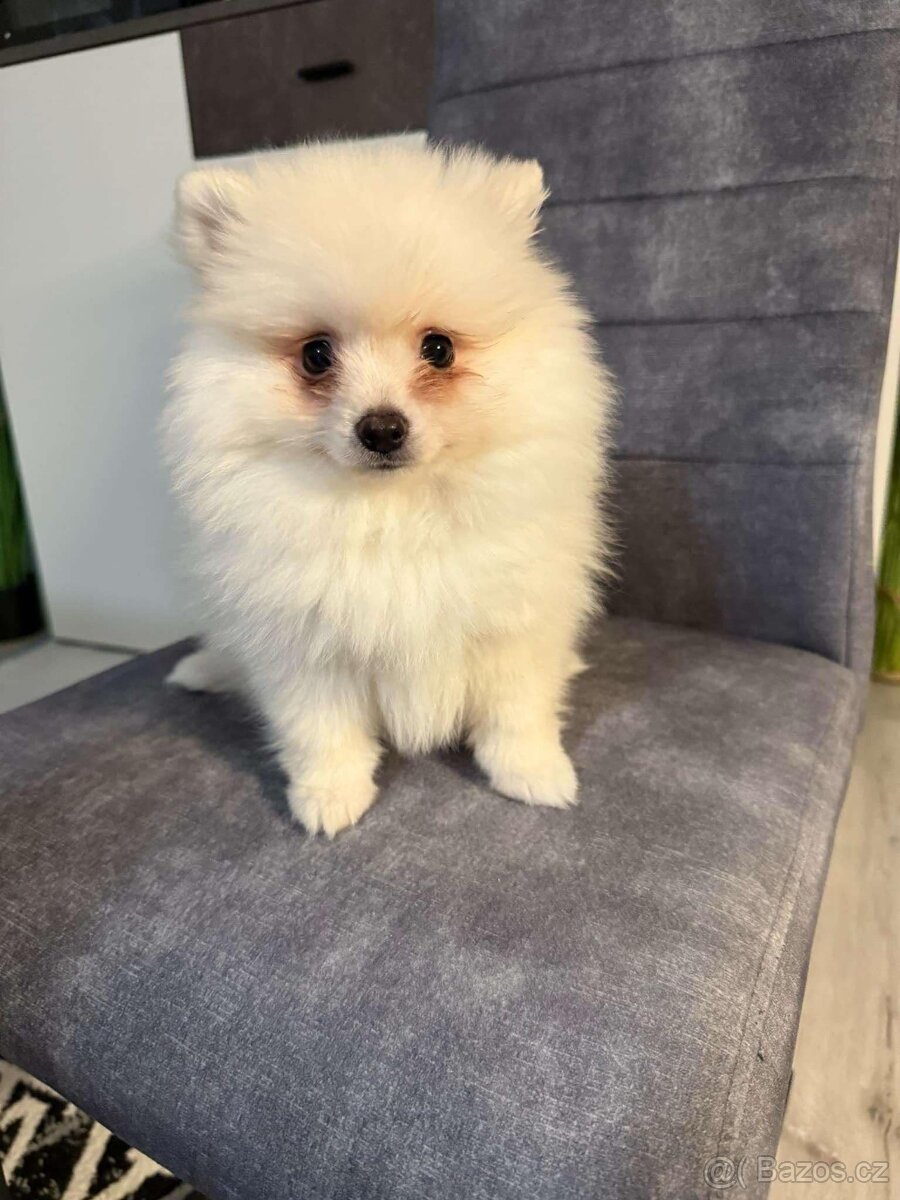 Pomerian míní