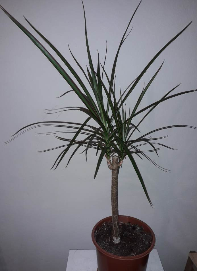 Dracena, výška: cca 60cm (seřiznuta cca ve 30cm).