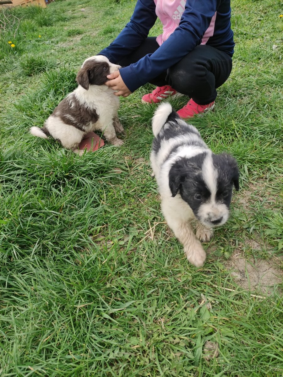Štenatko fenka kolie