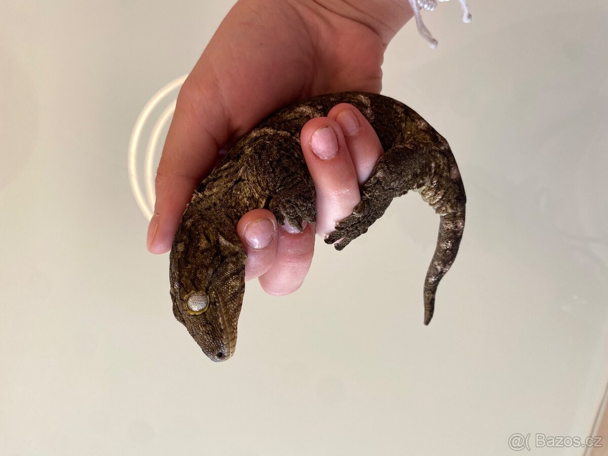 Leachianus nunu ami