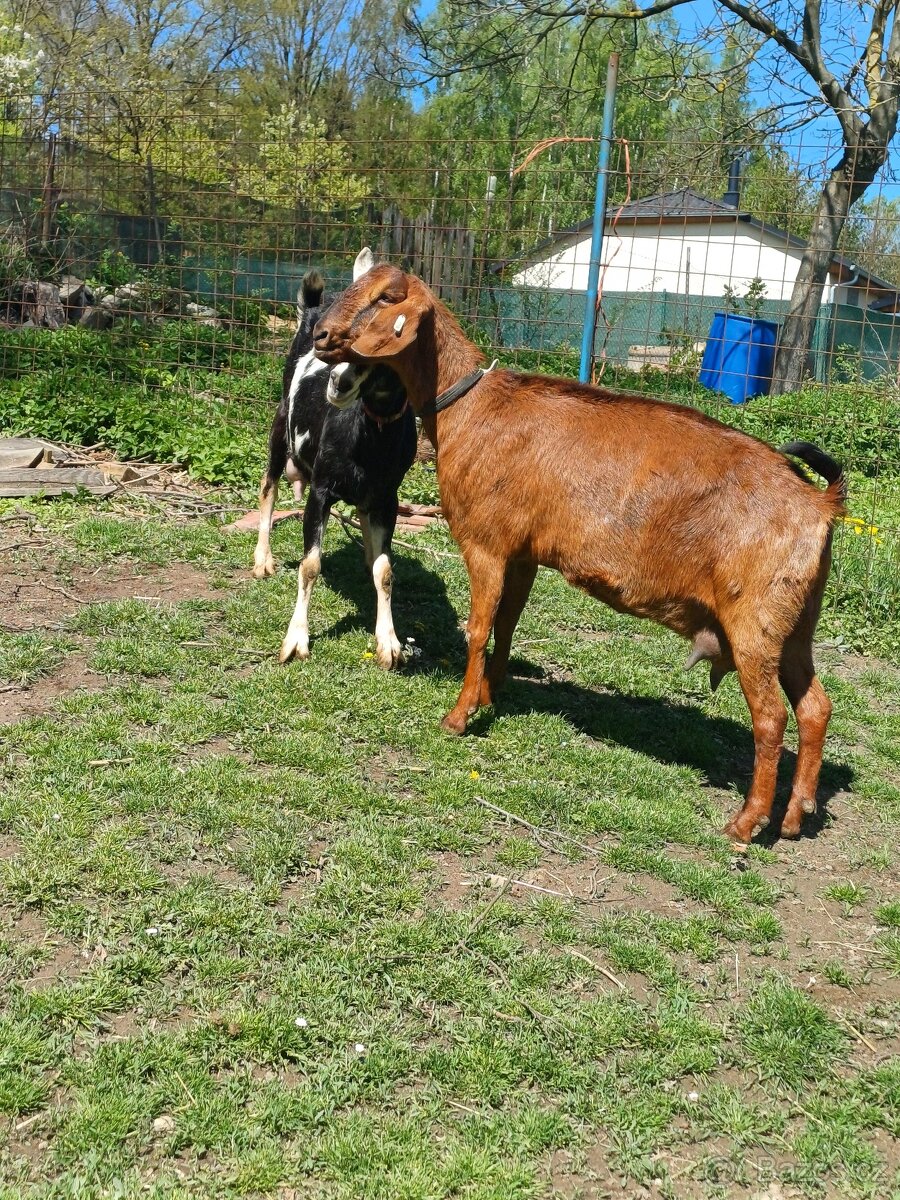 Podílová anglonubijská koza 75%