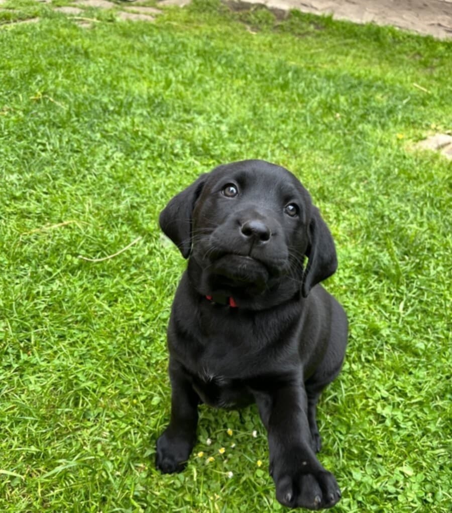 Labradorský retrívr
