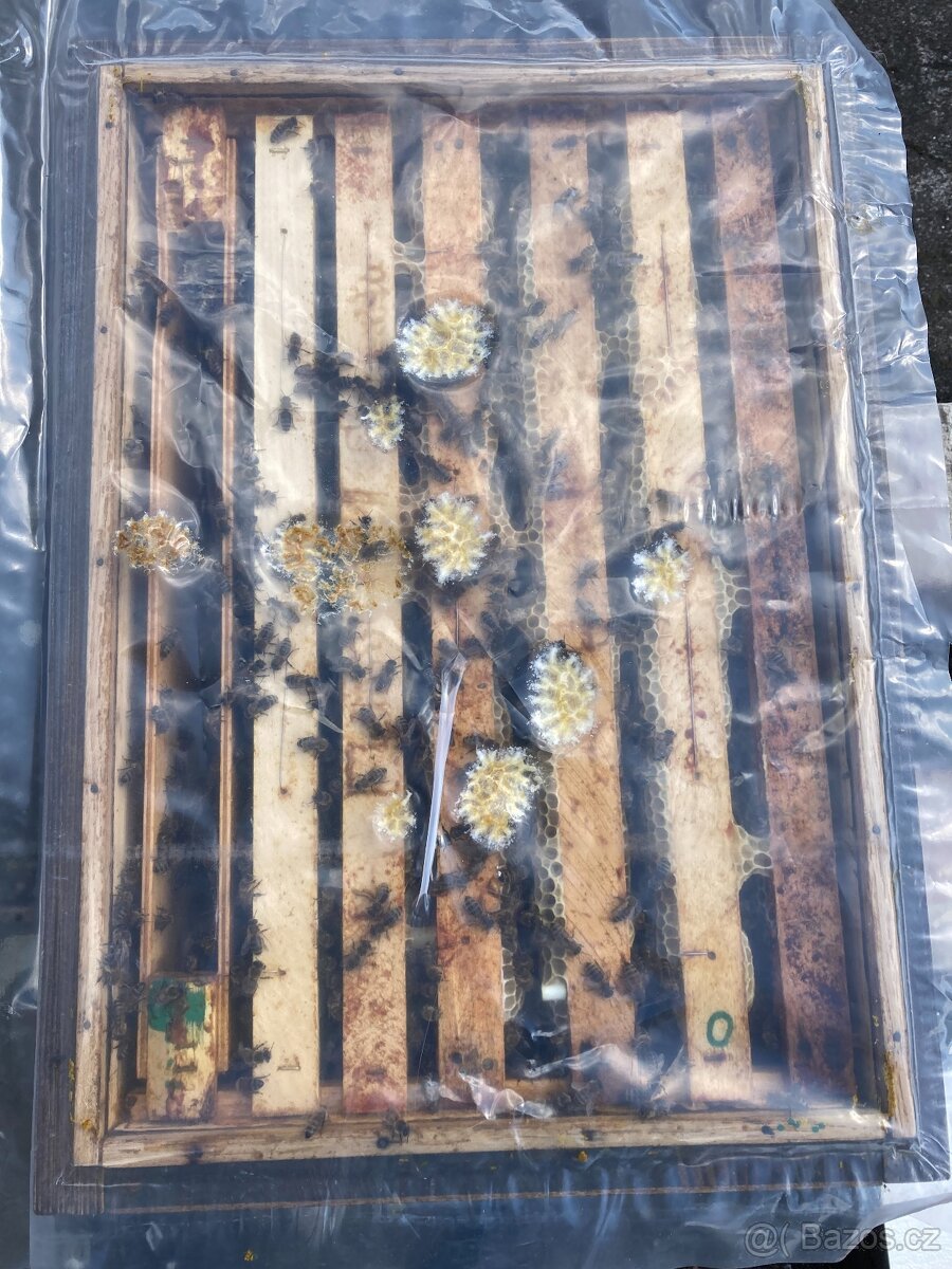 Včelí oddělky 39x24
