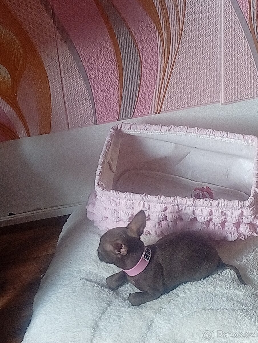 Čokoládová princezna mini čivava bez Pp