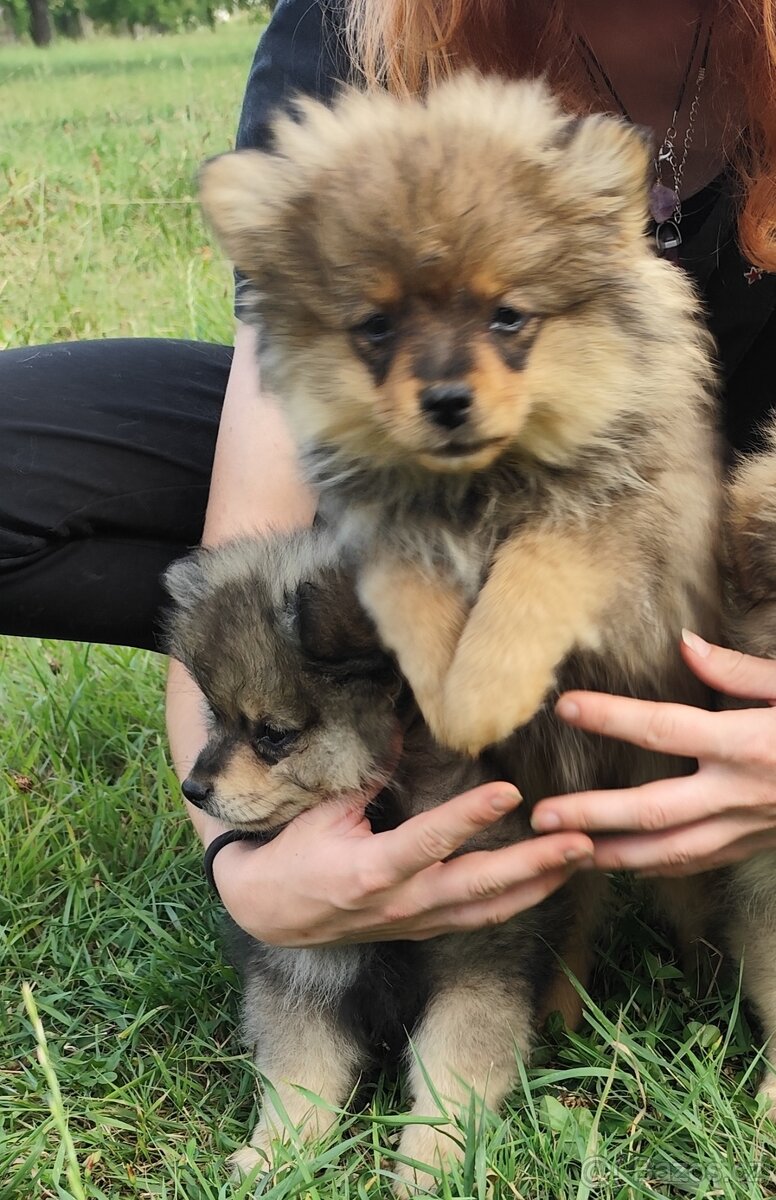 Štěňátka špic pomeranian
